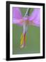 Canada, B.C, Vancouver Island. Pink Fawn Lily-Kevin Oke-Framed Photographic Print