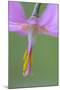 Canada, B.C, Vancouver Island. Pink Fawn Lily-Kevin Oke-Mounted Photographic Print