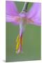 Canada, B.C, Vancouver Island. Pink Fawn Lily-Kevin Oke-Mounted Premium Photographic Print