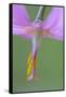 Canada, B.C, Vancouver Island. Pink Fawn Lily-Kevin Oke-Framed Stretched Canvas