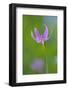 Canada, B.C, Vancouver Island. Pink Fawn Lily-Kevin Oke-Framed Photographic Print