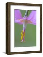 Canada, B.C, Vancouver Island. Pink Fawn Lily-Kevin Oke-Framed Photographic Print