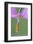 Canada, B.C, Vancouver Island. Pink Fawn Lily-Kevin Oke-Framed Photographic Print