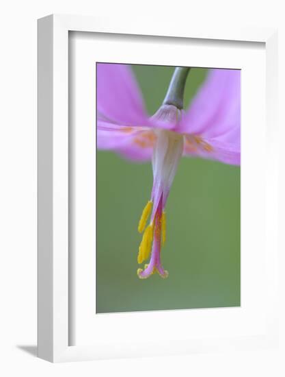 Canada, B.C, Vancouver Island. Pink Fawn Lily-Kevin Oke-Framed Photographic Print