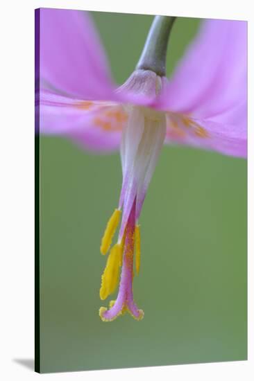 Canada, B.C, Vancouver Island. Pink Fawn Lily-Kevin Oke-Stretched Canvas