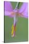 Canada, B.C, Vancouver Island. Pink Fawn Lily-Kevin Oke-Stretched Canvas