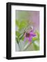 Canada, B.C, Vancouver Island. Salmonberry, Rubus Spectabilis-Kevin Oke-Framed Photographic Print