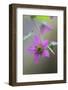 Canada, B.C, Vancouver Island. Salmonberry, Rubus Spectabilis-Kevin Oke-Framed Photographic Print