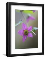 Canada, B.C, Vancouver Island. Salmonberry, Rubus Spectabilis-Kevin Oke-Framed Photographic Print