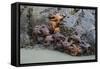 Canada, B.C, Vancouver Island. Sea Stars at Tonquin Beach, Tofino-Kevin Oke-Framed Stretched Canvas