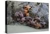 Canada, B.C, Vancouver Island. Sea Stars at Tonquin Beach, Tofino-Kevin Oke-Stretched Canvas