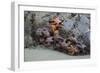 Canada, B.C, Vancouver Island. Sea Stars at Tonquin Beach, Tofino-Kevin Oke-Framed Photographic Print