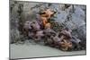 Canada, B.C, Vancouver Island. Sea Stars at Tonquin Beach, Tofino-Kevin Oke-Mounted Photographic Print