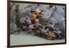 Canada, B.C, Vancouver Island. Sea Stars at Tonquin Beach, Tofino-Kevin Oke-Framed Photographic Print