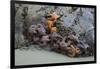 Canada, B.C, Vancouver Island. Sea Stars at Tonquin Beach, Tofino-Kevin Oke-Framed Photographic Print