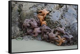 Canada, B.C, Vancouver Island. Sea Stars at Tonquin Beach, Tofino-Kevin Oke-Framed Stretched Canvas