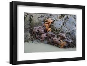 Canada, B.C, Vancouver Island. Sea Stars at Tonquin Beach, Tofino-Kevin Oke-Framed Photographic Print