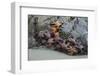 Canada, B.C, Vancouver Island. Sea Stars at Tonquin Beach, Tofino-Kevin Oke-Framed Photographic Print