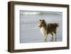 Canada, B.C, Vancouver Island. Sheltie Walking on Chesterman Beach-Kevin Oke-Framed Photographic Print