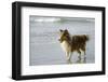 Canada, B.C, Vancouver Island. Sheltie Walking on Chesterman Beach-Kevin Oke-Framed Photographic Print