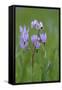 Canada, B.C, Vancouver Island. Shooting Star, Cowichan Garry Preserve-Kevin Oke-Framed Stretched Canvas