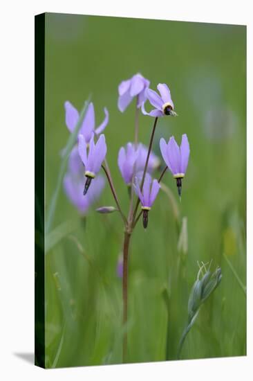 Canada, B.C, Vancouver Island. Shooting Star, Cowichan Garry Preserve-Kevin Oke-Stretched Canvas