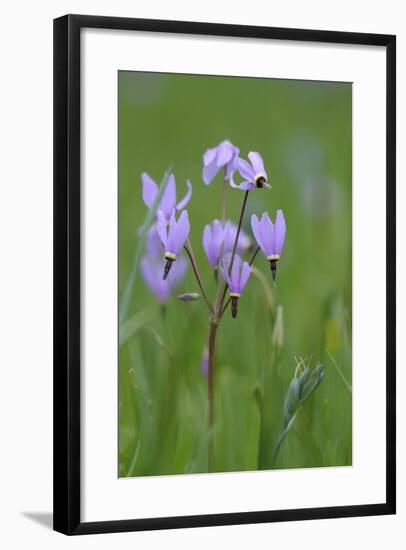 Canada, B.C, Vancouver Island. Shooting Star, Cowichan Garry Preserve-Kevin Oke-Framed Photographic Print