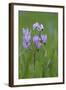 Canada, B.C, Vancouver Island. Shooting Star, Cowichan Garry Preserve-Kevin Oke-Framed Photographic Print