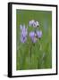 Canada, B.C, Vancouver Island. Shooting Star, Cowichan Garry Preserve-Kevin Oke-Framed Photographic Print