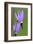 Canada, B.C, Vancouver Island. Shooting Star, Cowichan Garry Preserve-Kevin Oke-Framed Photographic Print