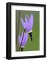 Canada, B.C, Vancouver Island. Shooting Star, Cowichan Garry Preserve-Kevin Oke-Framed Photographic Print