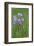 Canada, B.C, Vancouver Island. Shooting Star, Cowichan Garry Preserve-Kevin Oke-Framed Photographic Print