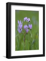 Canada, B.C, Vancouver Island. Shooting Star, Cowichan Garry Preserve-Kevin Oke-Framed Photographic Print