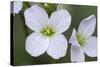 Canada, B.C, Vancouver Island. Slender Toothwort-Kevin Oke-Stretched Canvas