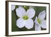 Canada, B.C, Vancouver Island. Slender Toothwort-Kevin Oke-Framed Photographic Print