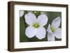 Canada, B.C, Vancouver Island. Slender Toothwort-Kevin Oke-Framed Photographic Print