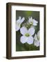 Canada, B.C, Vancouver Island. Slender Toothwort-Kevin Oke-Framed Photographic Print