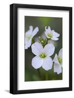 Canada, B.C, Vancouver Island. Slender Toothwort-Kevin Oke-Framed Photographic Print