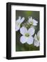 Canada, B.C, Vancouver Island. Slender Toothwort-Kevin Oke-Framed Photographic Print