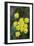 Canada, B.C, Vancouver Island. Spring Gold Cowichan Garry Oak Preserve-Kevin Oke-Framed Photographic Print