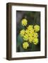 Canada, B.C, Vancouver Island. Spring Gold Cowichan Garry Oak Preserve-Kevin Oke-Framed Photographic Print