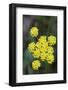 Canada, B.C, Vancouver Island. Spring Gold Cowichan Garry Oak Preserve-Kevin Oke-Framed Photographic Print