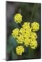 Canada, B.C, Vancouver Island. Spring Gold Cowichan Garry Oak Preserve-Kevin Oke-Mounted Photographic Print