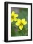 Canada, B.C, Vancouver Island. Stream Violet, Viola Glabella-Kevin Oke-Framed Photographic Print