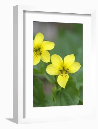 Canada, B.C, Vancouver Island. Stream Violet, Viola Glabella-Kevin Oke-Framed Photographic Print