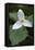 Canada, B.C, Vancouver Island. Western Trillium, Trillium Ovatum-Kevin Oke-Framed Stretched Canvas