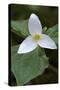 Canada, B.C, Vancouver Island. Western Trillium, Trillium Ovatum-Kevin Oke-Stretched Canvas