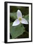 Canada, B.C, Vancouver Island. Western Trillium, Trillium Ovatum-Kevin Oke-Framed Photographic Print