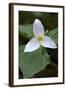 Canada, B.C, Vancouver Island. Western Trillium, Trillium Ovatum-Kevin Oke-Framed Photographic Print