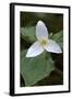 Canada, B.C, Vancouver Island. Western Trillium, Trillium Ovatum-Kevin Oke-Framed Photographic Print